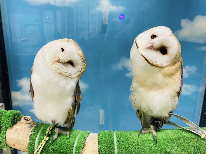 神秘的な瞳＆ふわふわの翼…浅草で“癒し”を共有する、フクロウカフェ