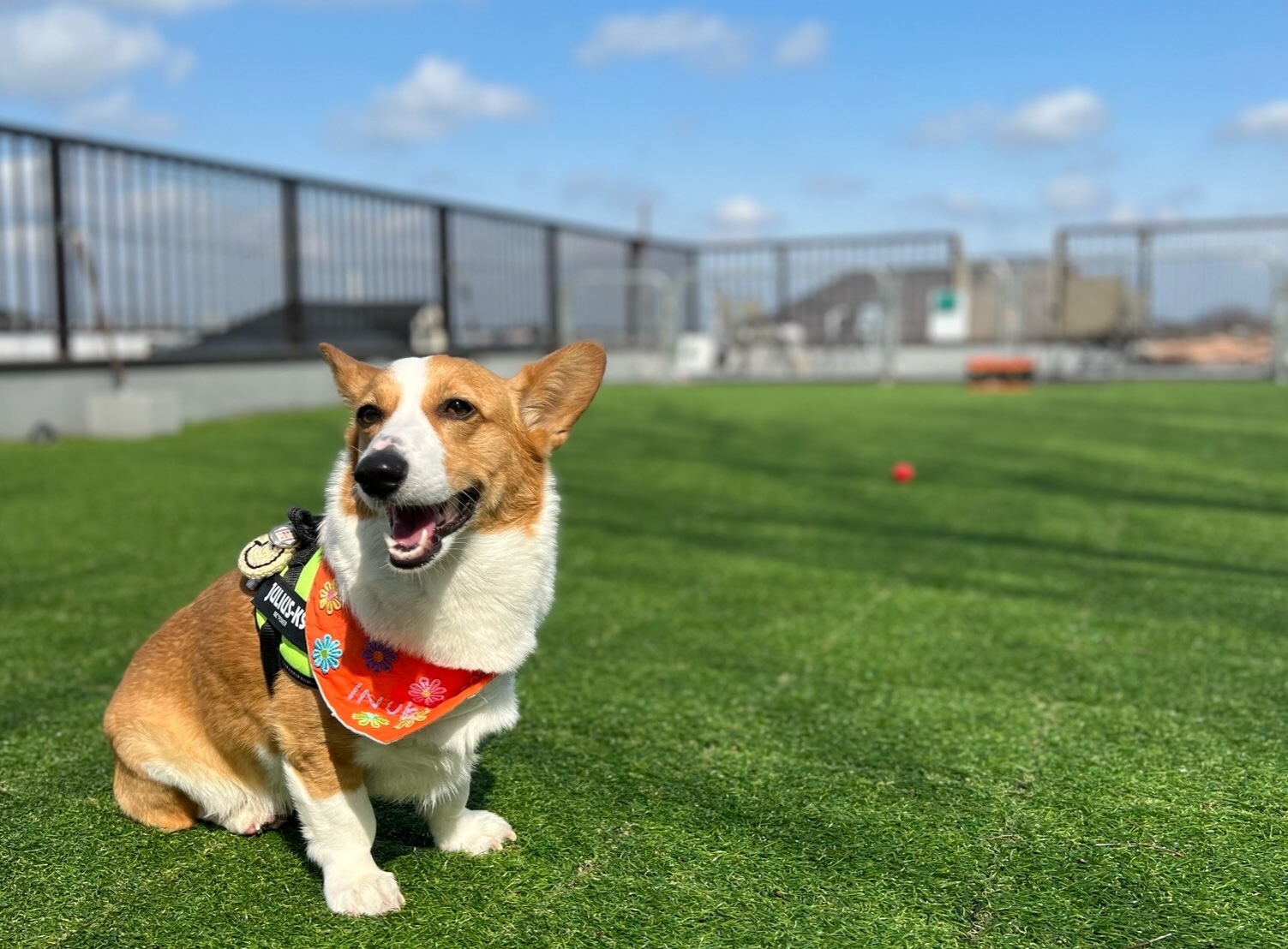 お庭貸し(撮影、バーベキュー、ヨガ、ドッグラン等) うちのコだけの空と芝！川崎INUK BASEカフェ付き貸切ドッグラン[土日祝