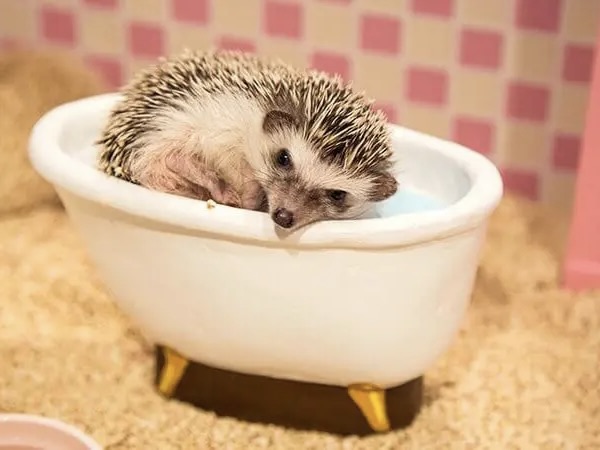 ちっちゃなハリネズミとドールハウスの世界へ！癒しのハリネズミカフェ